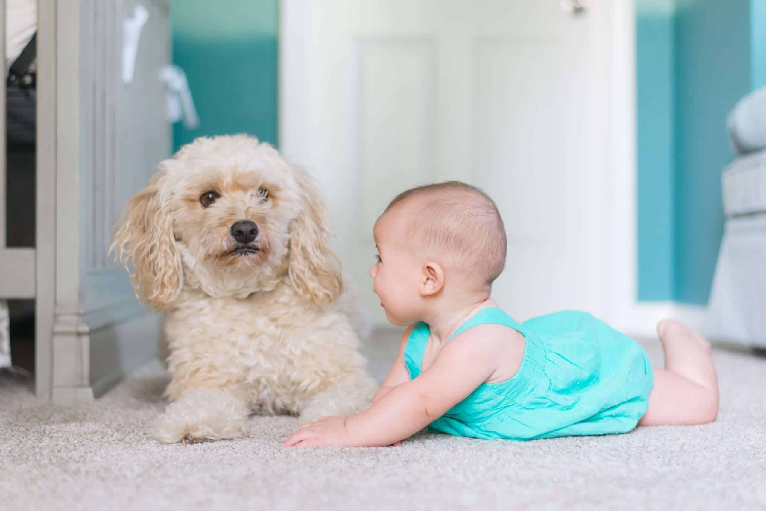 Detecting‌ ‌and‌ ‌Controlling‌ ‌Pests,‌ ‌Dust‌ ‌That‌ ‌Get ‌into‌ ‌Your‌ ‌Carpet‌