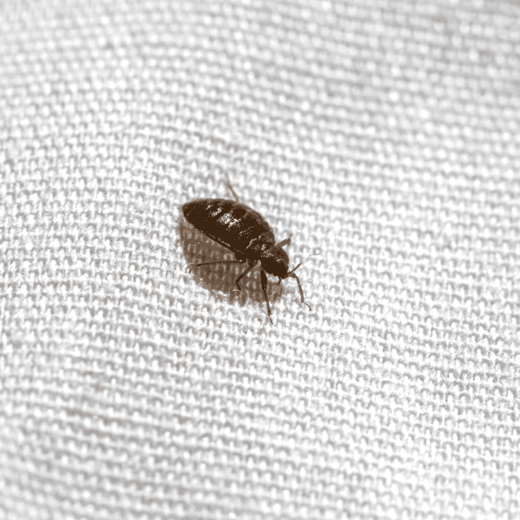 Bed Bug Furniture Removal