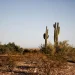 How Much Does Junk Removal Cost in Arizona
