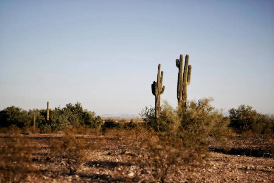 How Much Does Junk Removal Cost in Arizona?
