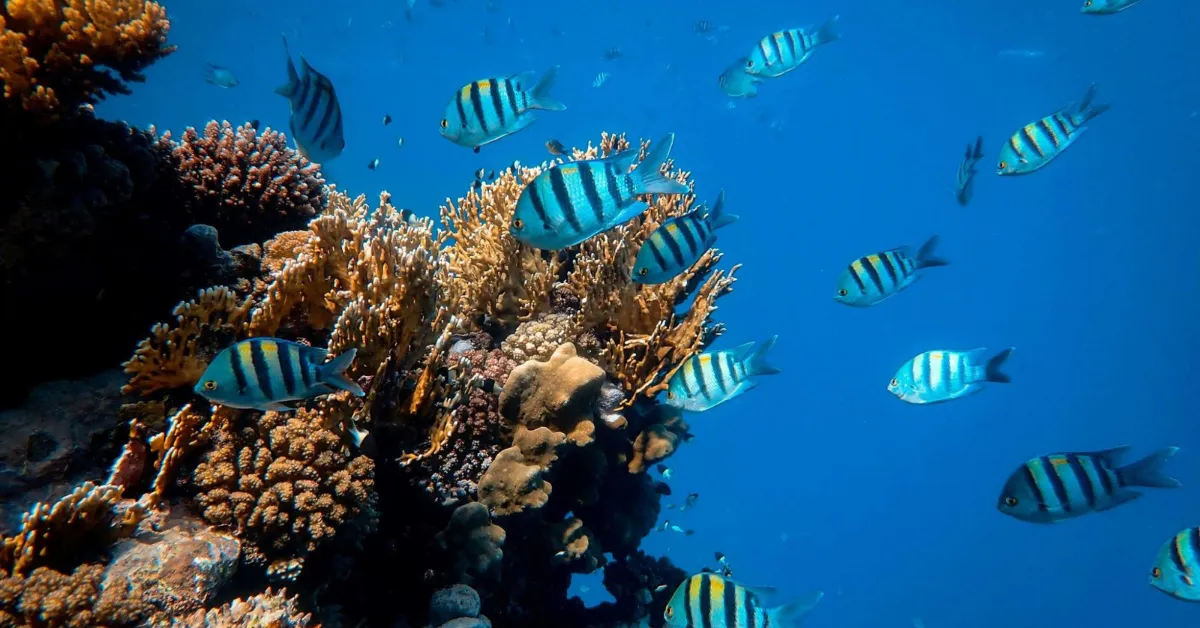 An example of an aquatic ecosystem that can be affected by improper acetone disposal