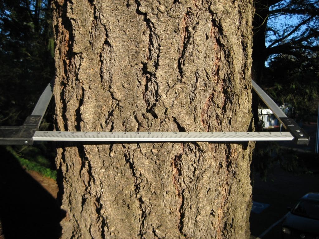 Forest Measurements Tool