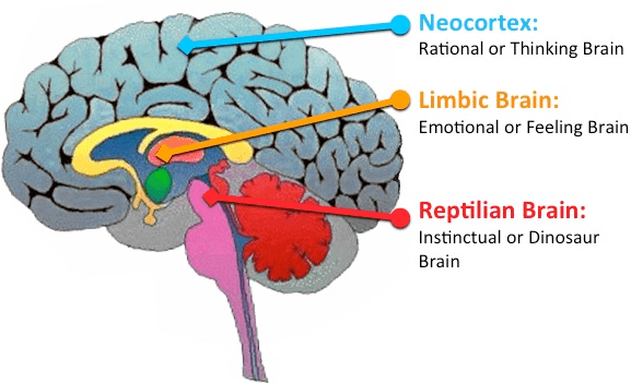How Your Reptilian Brain Controls You