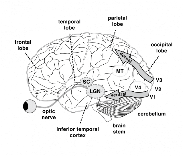 Visual Attention and Consciousness | Psychology Today