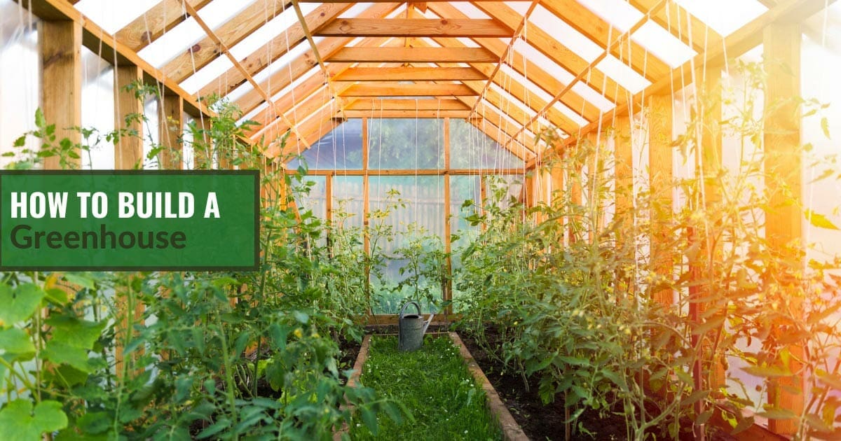 How To Build A Greenhouse: Everything You Need To Know