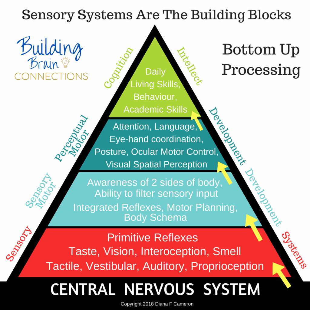 Sensory Processing - What Is It?