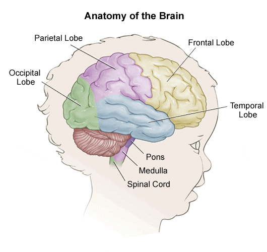 Anatomy of a Child's Brain - Stanford Medicine Children's Health