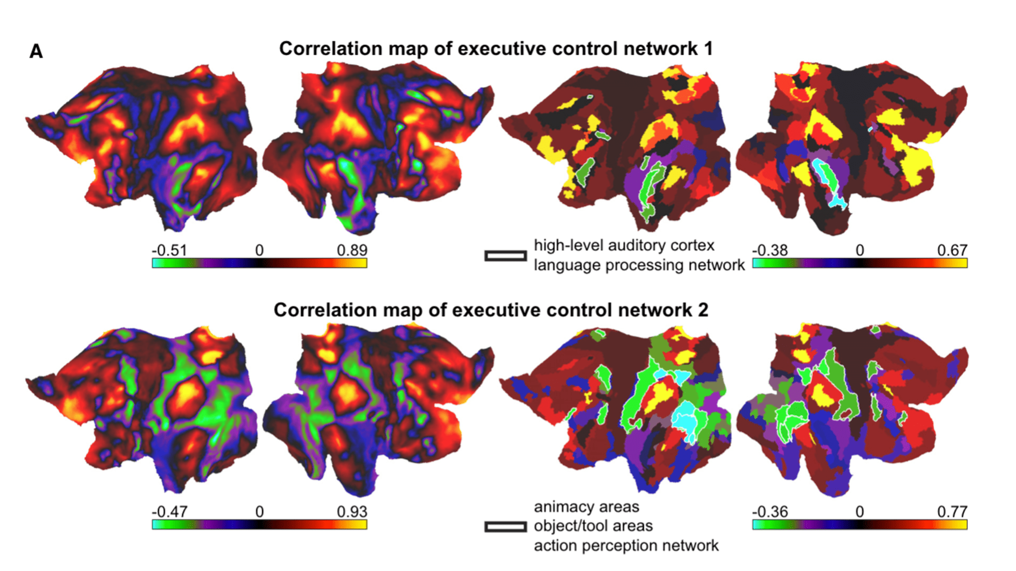 MIT maps how the brain experiences movies