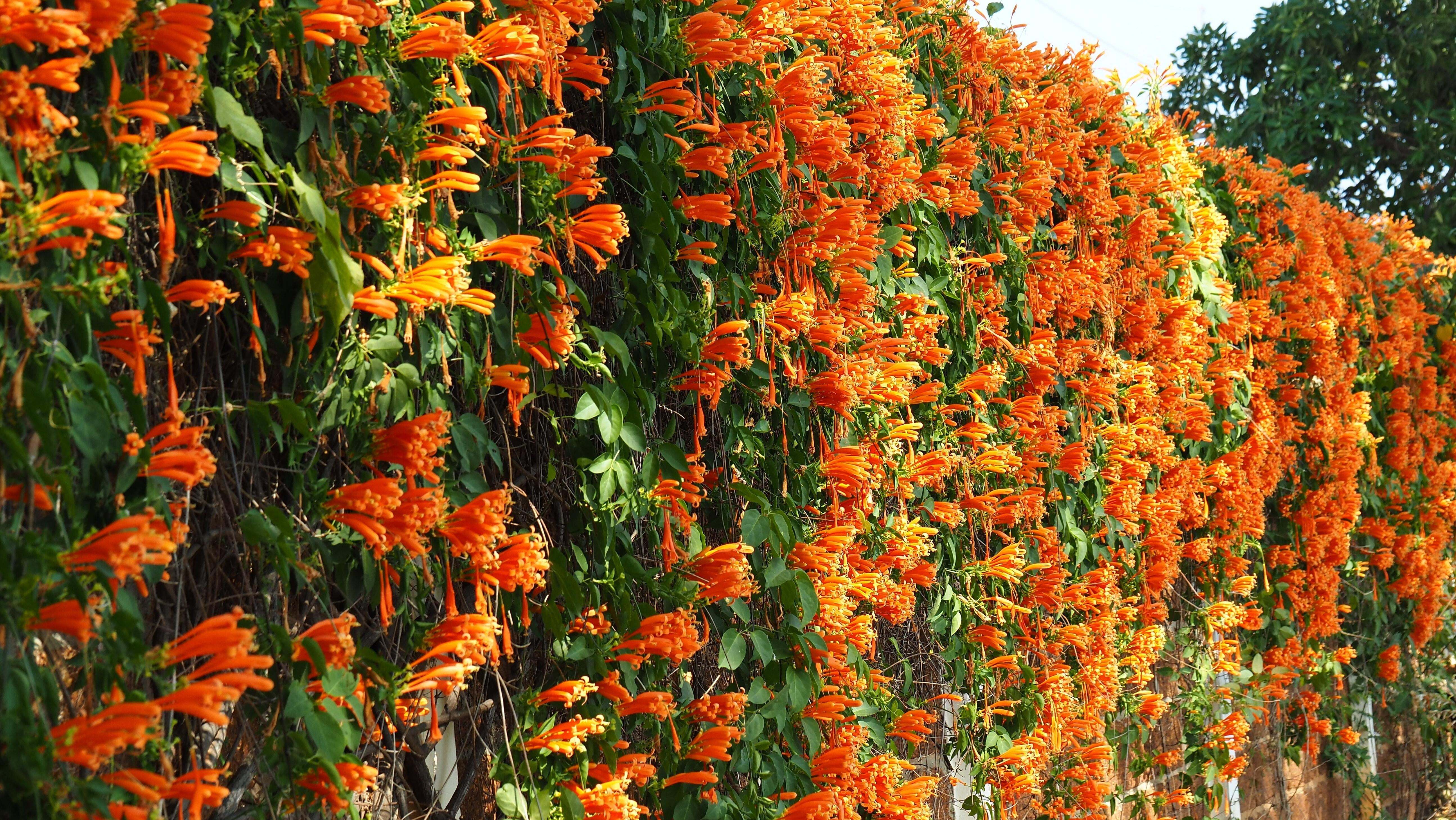 How to Grow a Natural Privacy Screen for Your Garden | Lifehacker