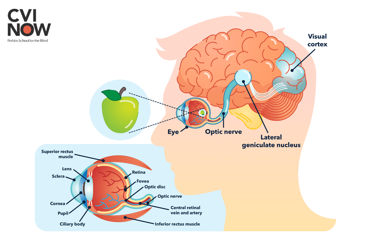 The visual pathway from the eye to the brain