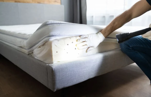 How to Get Rid of and Remove Bed Bugs in a Mattress: Signs, Treatment, Disposal, and When to Replace Your Mattress