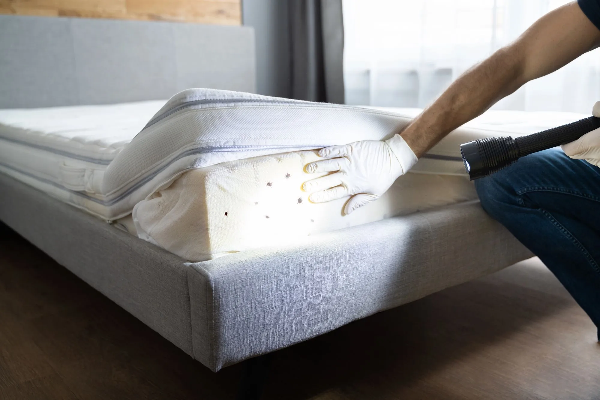 How to Get Rid of and Remove Bed Bugs in a Mattress: Signs, Treatment, Disposal, and When to Replace Your Mattress